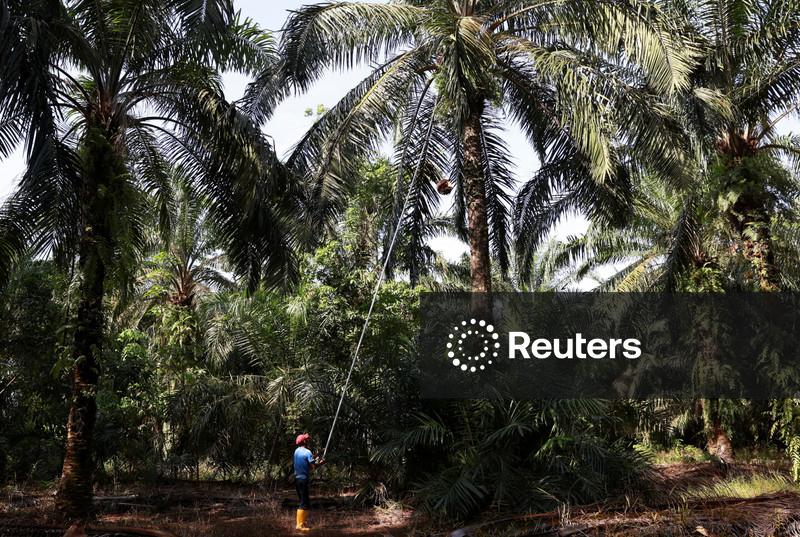 Produção de óleo de palma da Indonésia em 2026 cairá com El Niño e alta de fertilizantes, diz entidade
