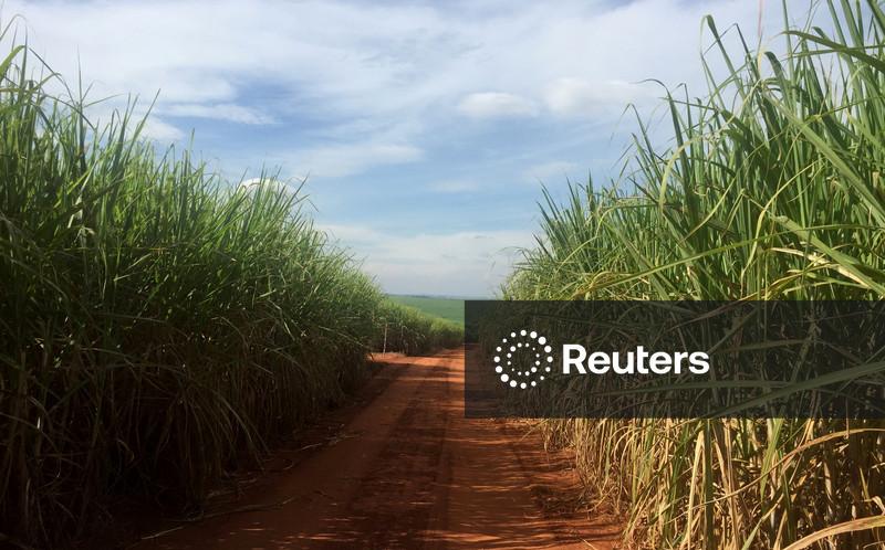 Moagem de cana e produção de etanol saltam na 1ª quinzena da safra 2026/27, diz Unica