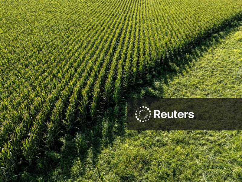 Milho termina em alta com impulso do petróleo e perspectivas climáticas dos EUA