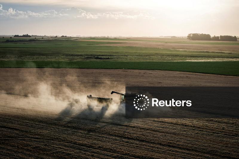 Trigo sobe com onda de frio e seca; milho sobe com chuva que ameaça o plantio
