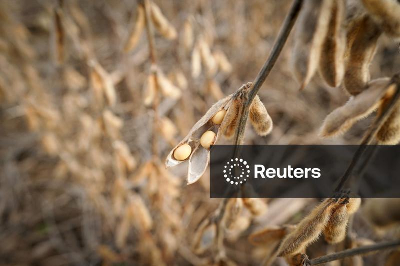 Secex abre investigação de dumping de proteínas de soja da China sobre Brasil