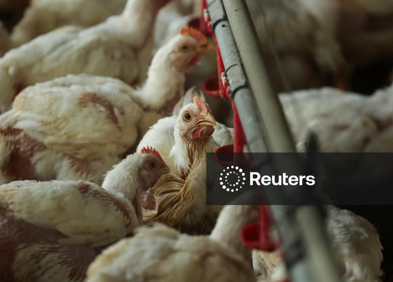 Lucro da MBRF aumenta 26,8% no 1º tri com impulso das exportações de carnes