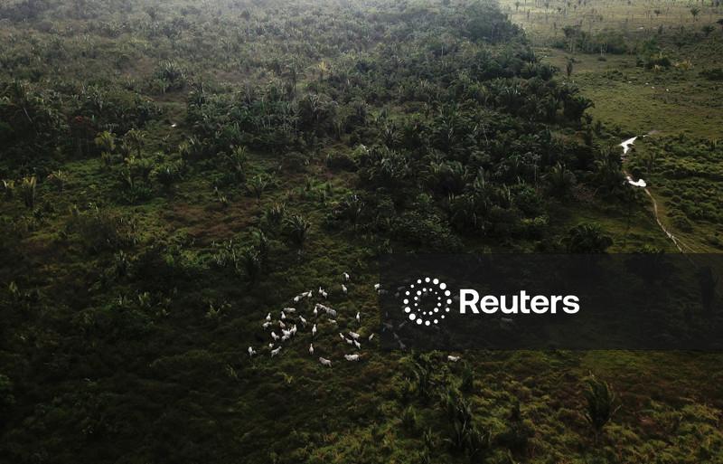 Como a evolução dos hábitos de consumo na China pode proteger a floresta amazônica