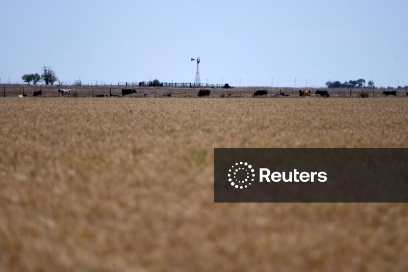 Argentina reduz impostos sobre grãos para aliviar margens agrícolas apertadas, diz bolsa