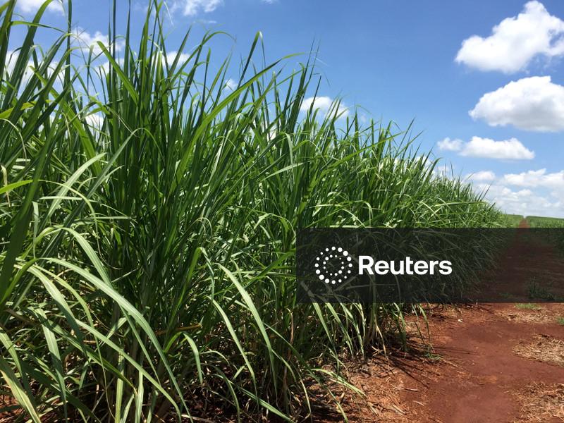 Grande safra de cana levará usinas brasileiras da produção máxima de etanol para moagem máxima