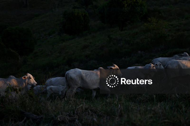 Exportação de carne bovina do Brasil pode cair 10% em 2026 com restrição da China, diz Abiec