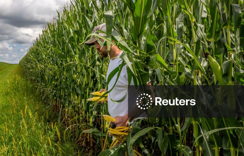 Mato Grosso colheu quase 2% da área de milho na safra 2025/26, diz Imea