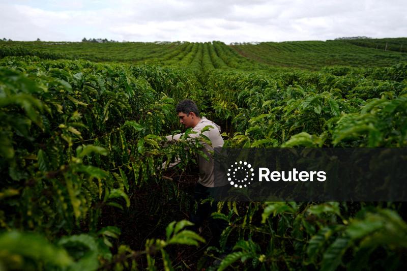 Safra de café robusta do Espírito Santo deve cair, diz Cooabriel