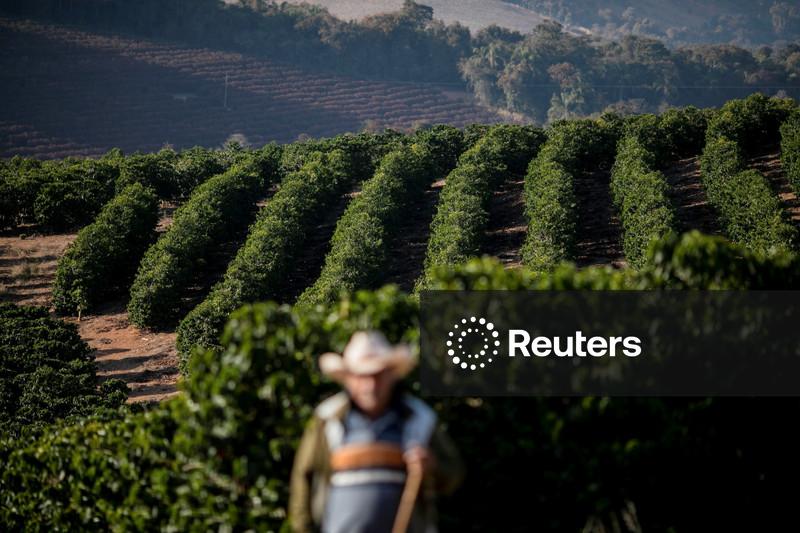 Mais lenta por chuvas, colheita de café no Sul de Minas aproxima-se de 10%, aponta Cepea