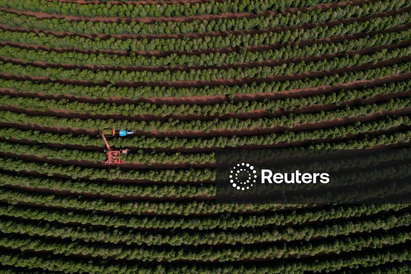Safra de café do Brasil tem início mais lento, com 9% colhido, diz Safras & Mercado