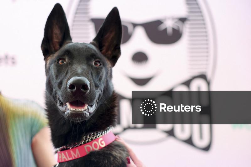 Cadela resgatada Yuri rouba a cena em Cannes com prêmio Palm Dog