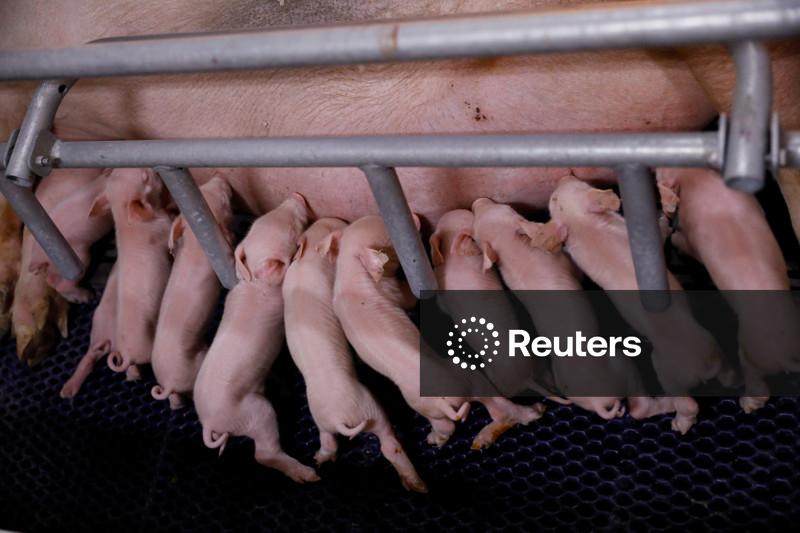 China reduz meta para produção de suínos em meio à fraca demanda