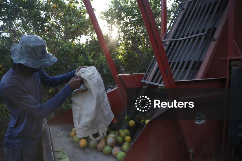Fundecitrus indica queda de 12,9% na safra de laranja do principal polo do Brasil