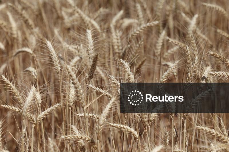 Safras & Mercado reduz projeção de colheita de trigo do Brasil