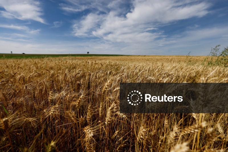 Grãos caem em Chicago por liquidação de posições compradas e fraqueza no petróleo