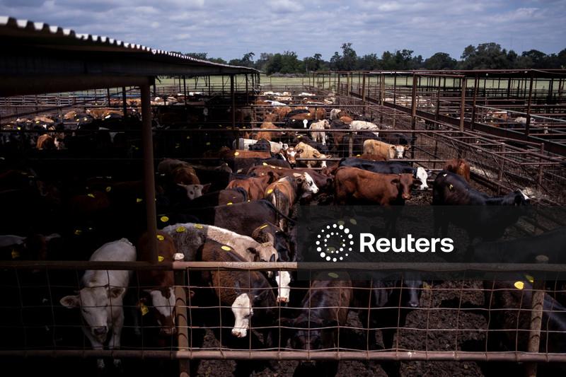 China renova e depois suspende licenças para centenas de exportadores de carne bovina dos EUA em meio à cúpula Trump-Xi