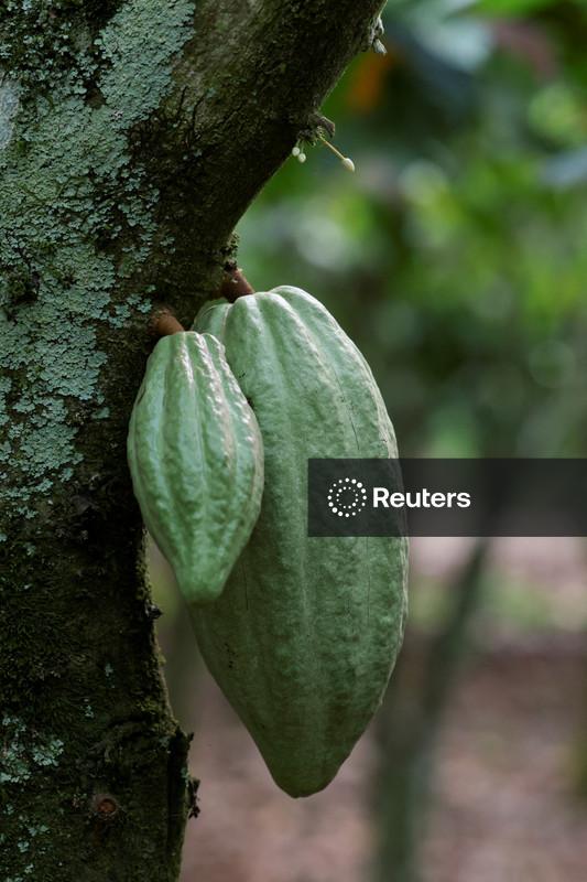 Cacau atinge máximas de 3 meses e meio, café arábica atinge a mínima desde 2024