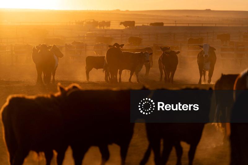 Lucro da JBS cai 55,8% no 1º tri com desafios nos EUA apesar de avanço em bovinos no Brasil