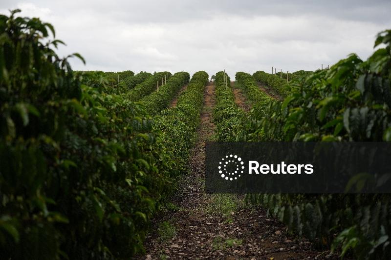 Vendas da safra nova de café do Brasil seguem lentas; colheita atinge 6% da área, diz Safras