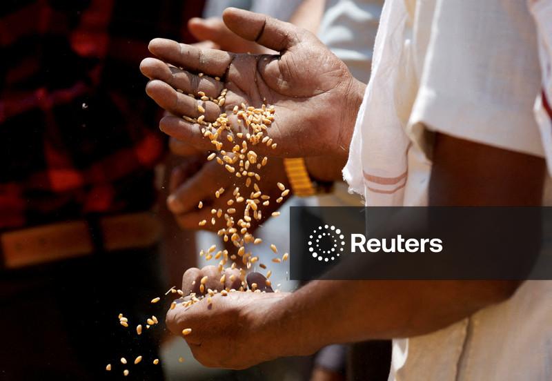 Índia retoma exportações de trigo após quatro anos, mas preços altos devem limitar demanda