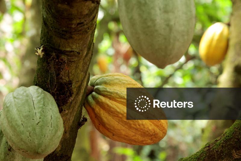 Contratos futuros do cacau despencam, enquanto café e açúcar sobem