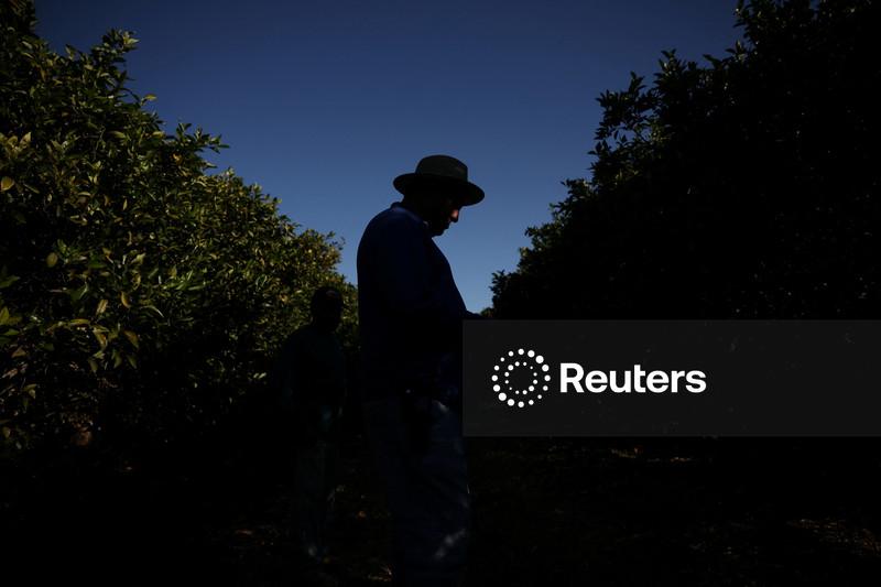 Inadimplência no agronegócio do Brasil termina 2025 a 8,2%, aponta Serasa