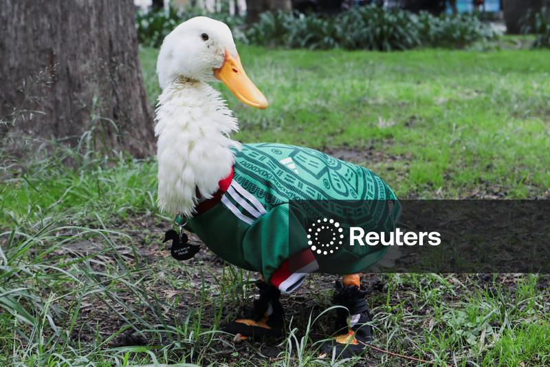 Merlin, o pato, das ruas da Cidade do México ao estrelato na Copa do Mundo