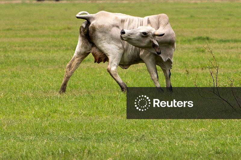 USDA confirma três casos adicionais de bicheira nos Estados Unidos