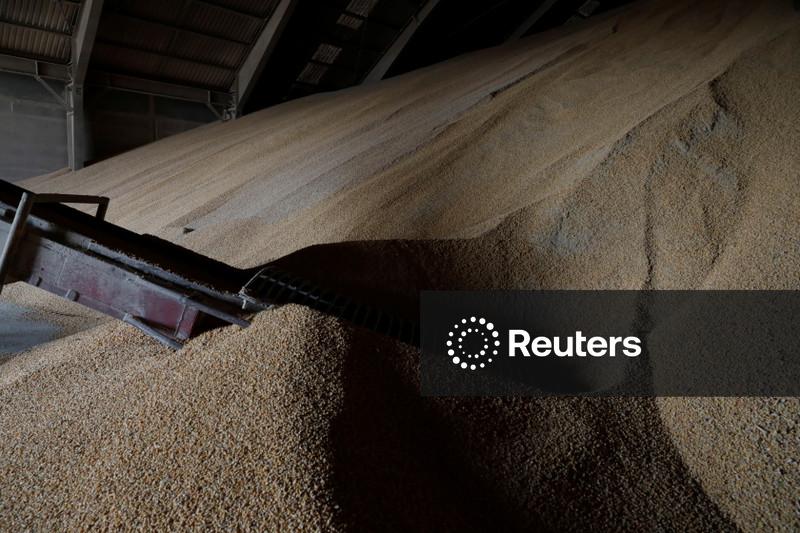 Colheita de milho em MT avança para 20,9% da área, supera ritmo de 2025, diz Imea