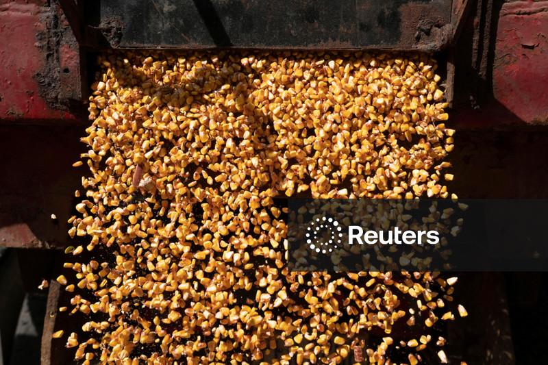 Milho dispara com redução dos estoques, trigo sobe com dados do USDA