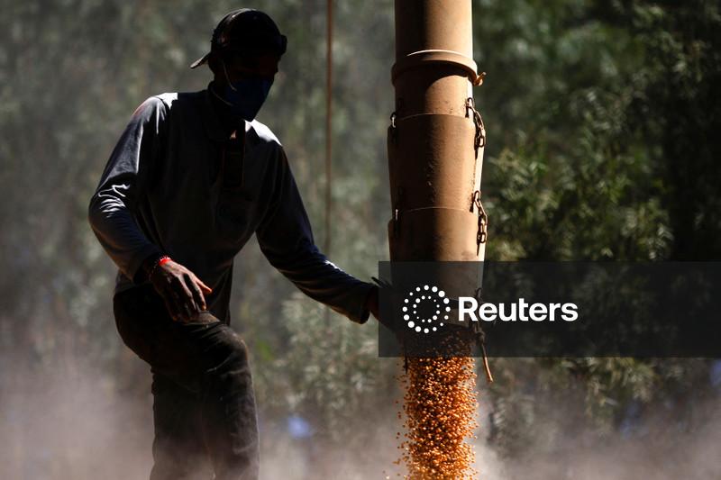 Conab eleva colheita de milho do Brasil e vê produtividade recorde para 1ª safra