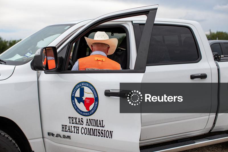 Pecuaristas do Texas estão em alerta após a detecção de parasita em bezerro