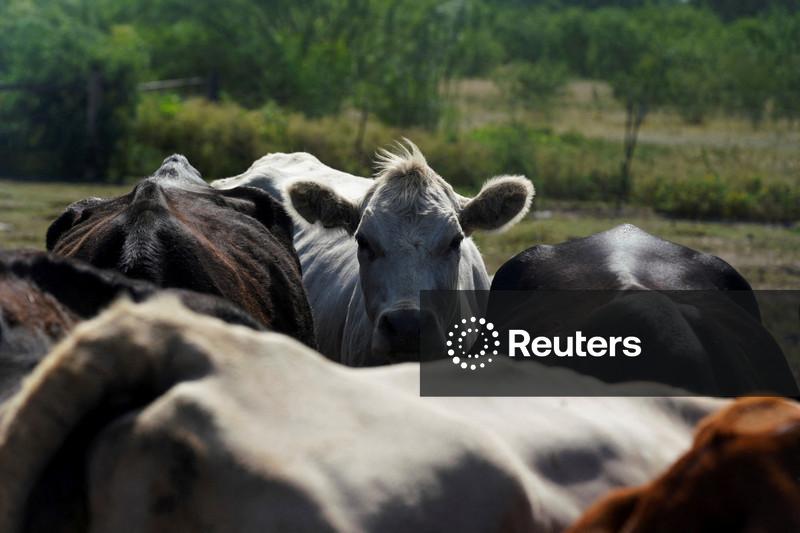 Caso de berne nos EUA coloca pecuaristas em alerta e eleva preços do gado