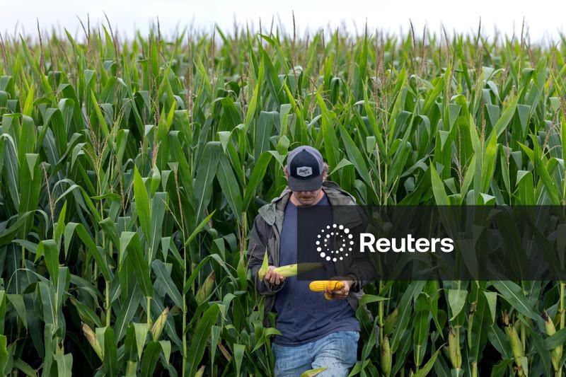 Safras & Mercado reduz previsão de colheita de milho do Brasil e vê queda anual