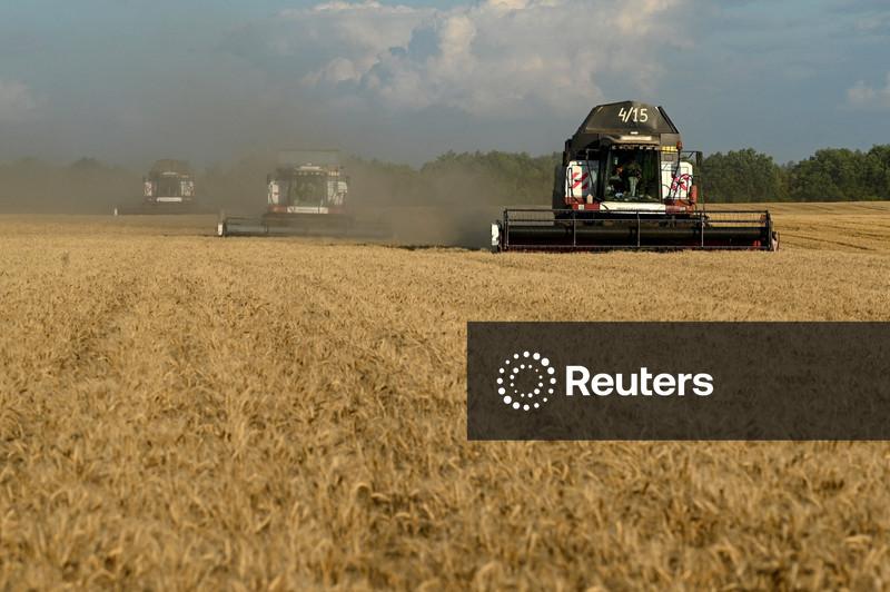 Sovecon reduz previsão de safra de trigo em 2026 após corte na área plantada