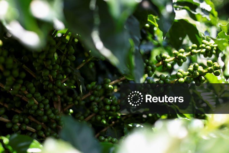 Colheita de café de cooperados da Cooxupé avança para 30,9%, ainda em atraso