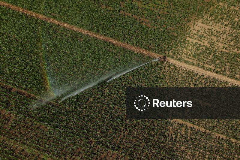 Trigo sobe com riscos da guerra na Ucrânia e perspectiva otimista do USDA sobre estoques globais