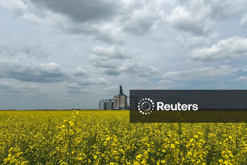 Safras do Canadá têm melhor situação em uma década, afirma empresa de monitoramento