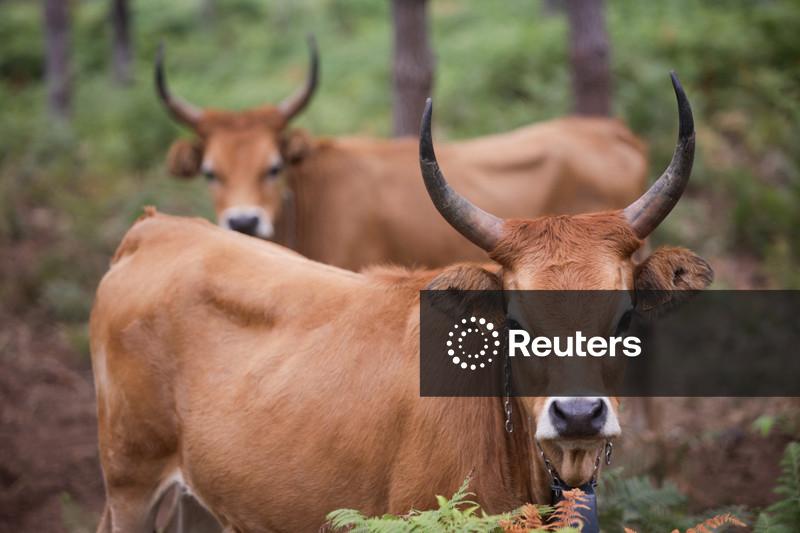 Agricultores da Espanha reintroduzem  ovelhas e vacas nativas para que comam plantas inflamáveis