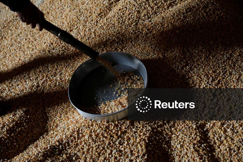 Colheita de milho em Mato Grosso atinge 78,92% da área, diz Imea