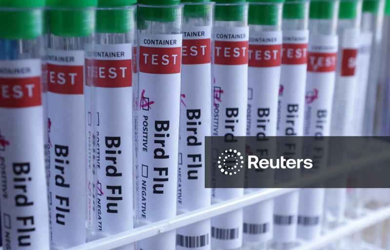 Austrália confirma propagação da gripe aviária H5N1 na população de aves nativas