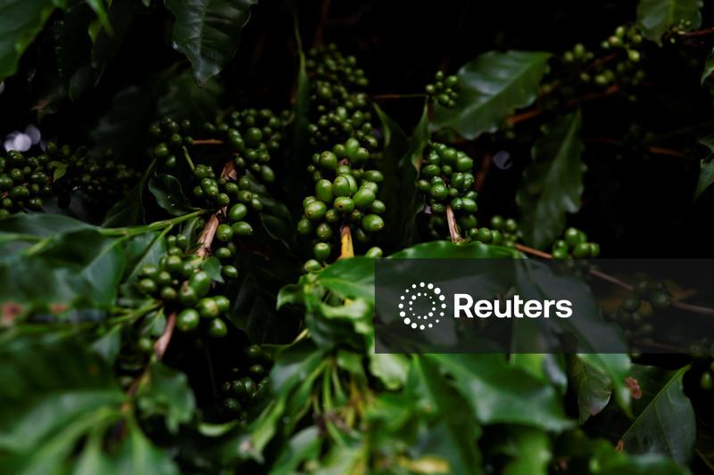 Exportações globais de café verde caem 4,1% em maio, diz OIC
