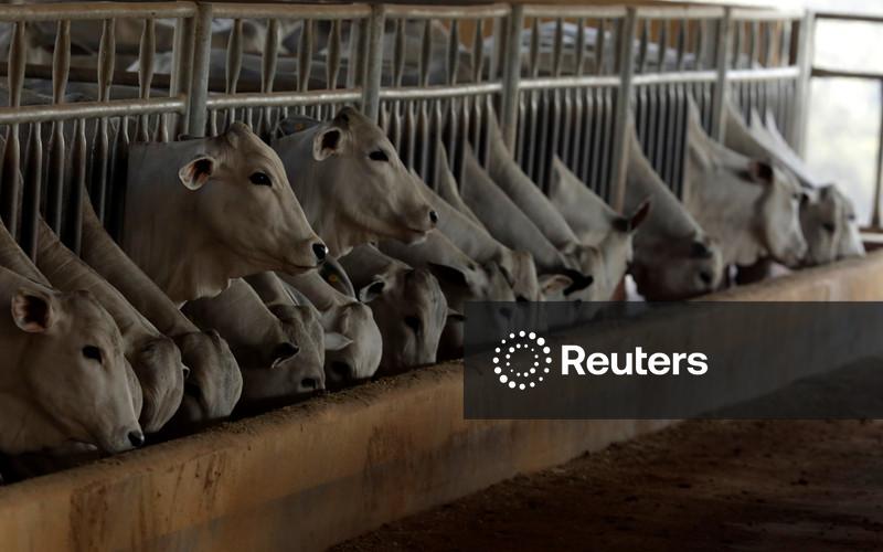 Brasil praticamente esgota cota de carne bovina à China e reduz abates, diz StoneX