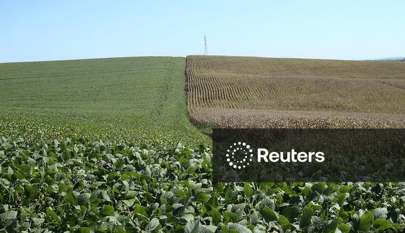 Chuvas fortes ameaçam safras do Sul do Brasil, enquanto Argentina registra um clima ameno, mostra LSEG