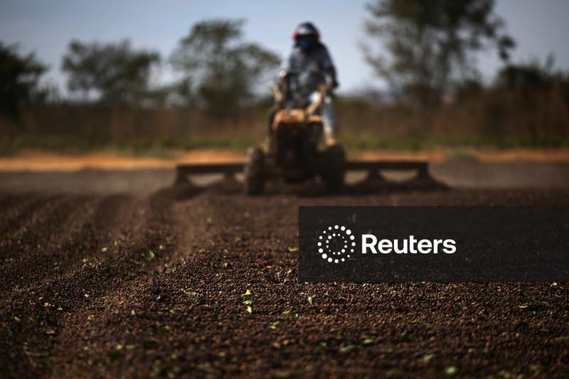 Exportação de café verde do Brasil recua 16,6% em 2025/26, diz Cecafé