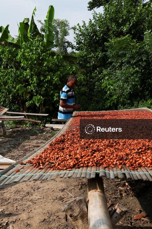 Excedente do mercado global de cacau deve encolher por El Niño, afirma StoneX