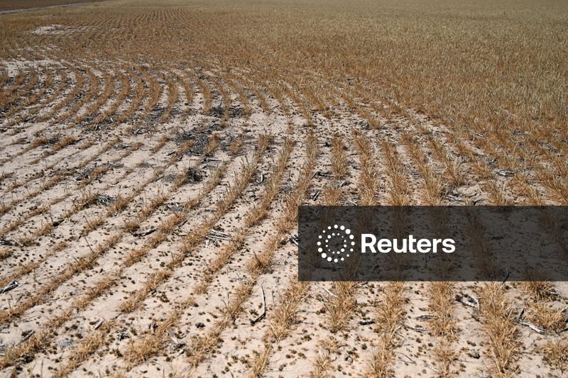 USDA faz corte menor do que o esperado na previsão da produção de trigo dos EUA
