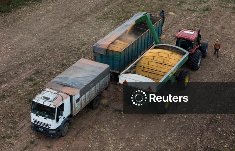 Produção de milho do Brasil deve crescer para 144,96 mi t em 26/27, diz Safras & Mercado