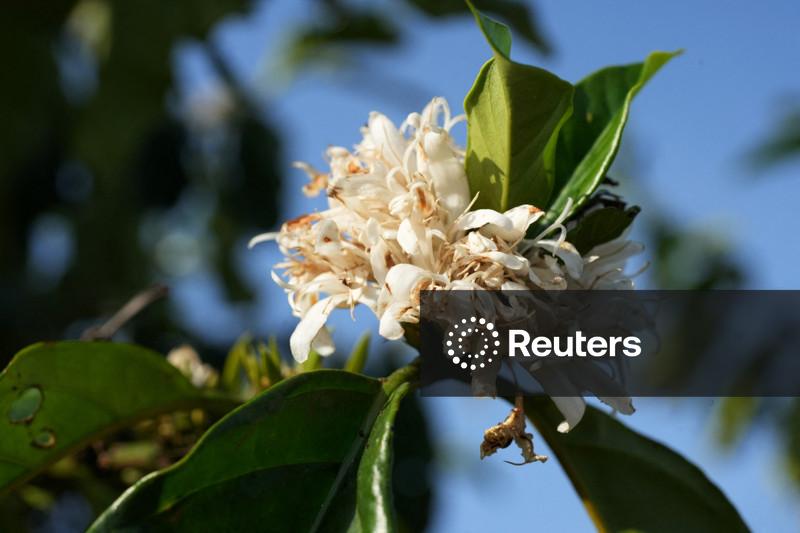 Chuvas causam antecipação de florada nos cafezais no Brasil, com possível impacto para 2027