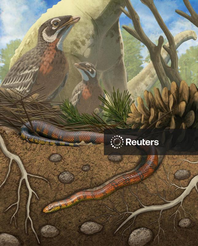 Fóssil encontrado em Presidente Prudente da era dos dinossauros oferece pistas sobre evolução das cobras